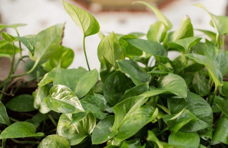 Jessenia Pothos Jessenia Pothos