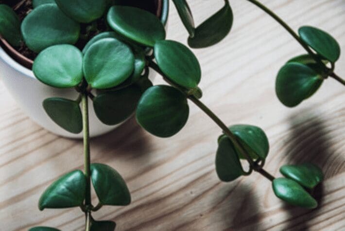 Peperomia Hope close up Peperomia Hope close up
