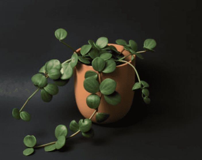 Peperomia Hope Peperomia Hope