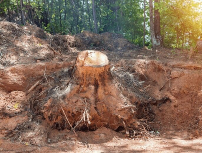 What to Put on a Tree Stump to Kill It What to put on a tree stump to kill it using safe DIY stump removal methods
