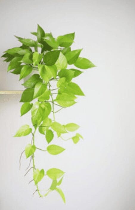 Silver Pothos Silver Pothos