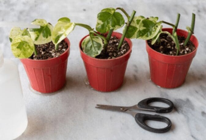 Snow Queen Pothos in Pots