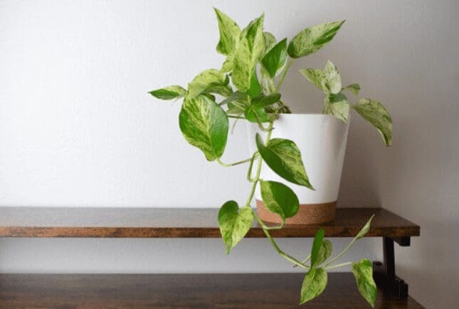 Snow Queen Pothos on bench Snow Queen Pothos on bench