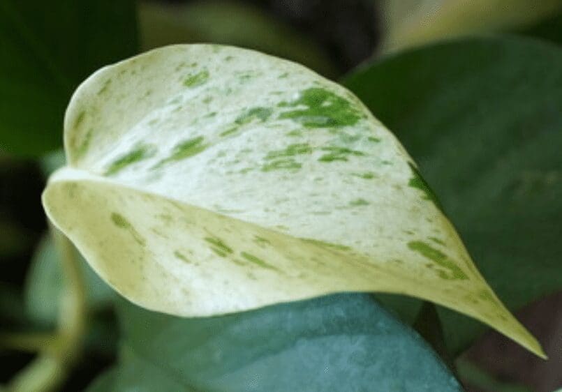 Snow Queen Pothos Snow Queen Pothos