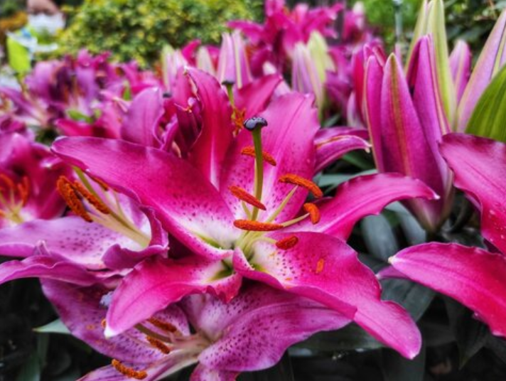 Stargazer Lily Stargazer Lily