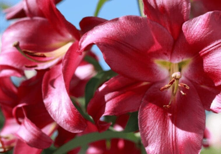 Stargazer lily close Stargazer lily close