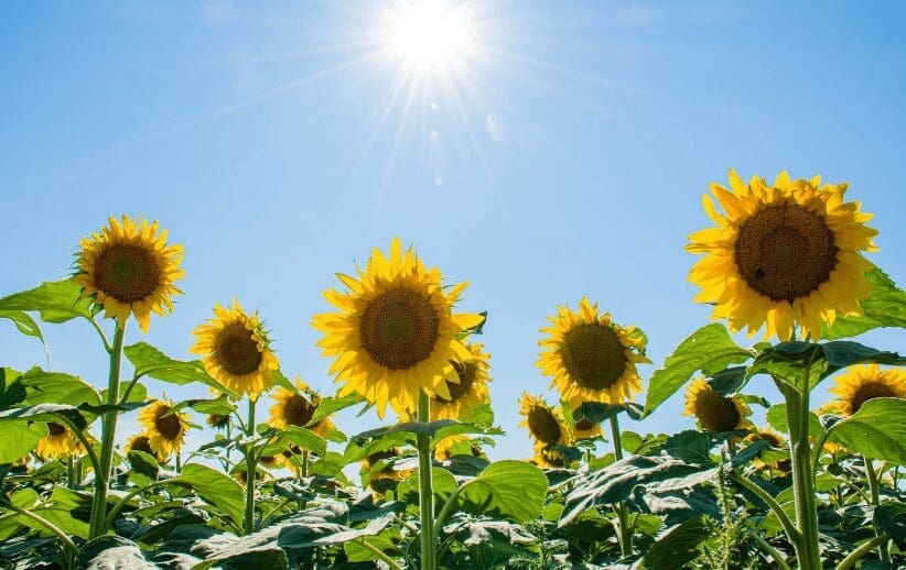 Sunflowers Sunflowers