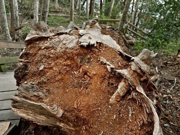 Tree Stump Decomposition Tree stump decomposition after DIY stump removal treatment