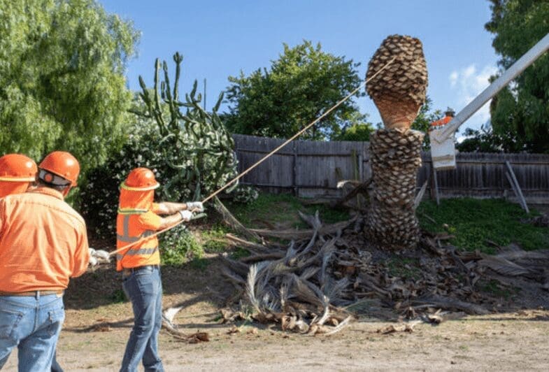 Benefits of Hiring a Professional Arborist Benefits of Hiring a Professional Arborist