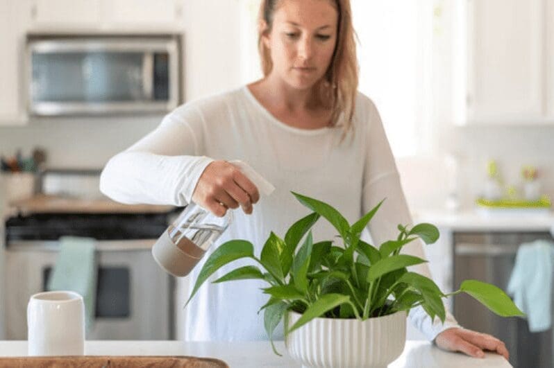 Caring for Pothos Caring for Pothos