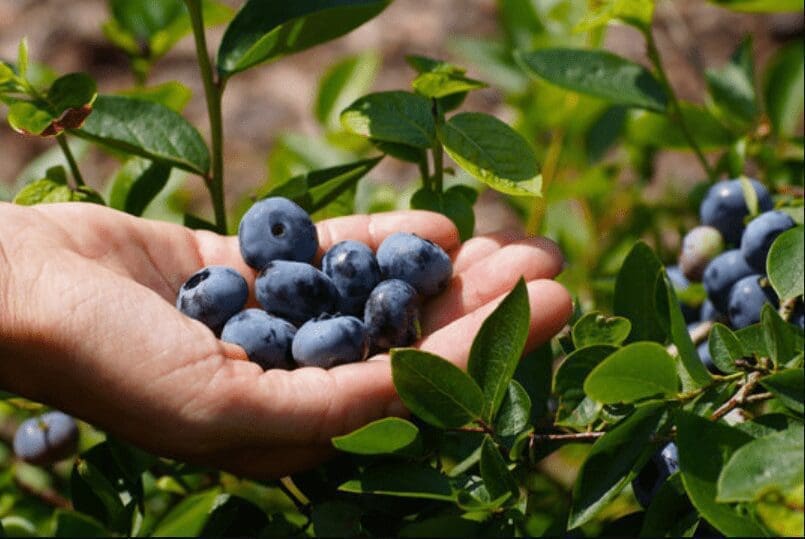 Container Planting Blueberries Container Planting Blueberries