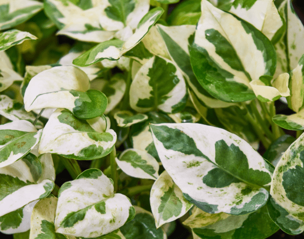 Glacier Pothos Glacier Pothos