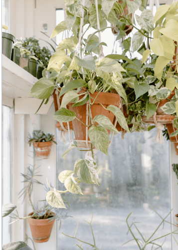 Harlequin Pothos Harlequin Pothos