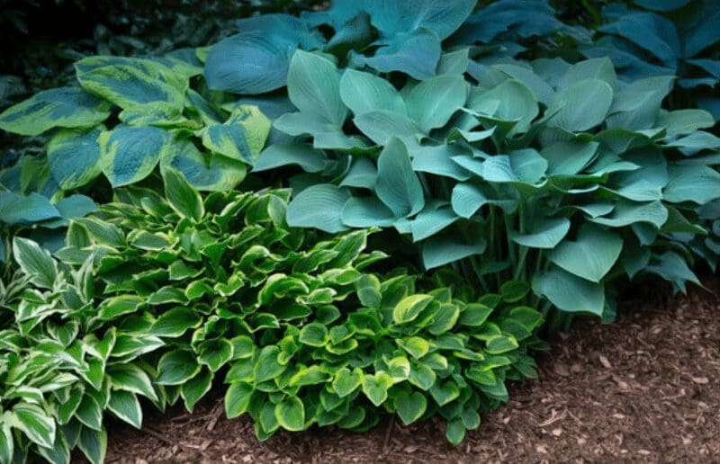 Hosta Plants Hosta Plants