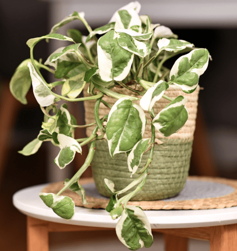 N'Joy Pothos N'Joy Pothos
