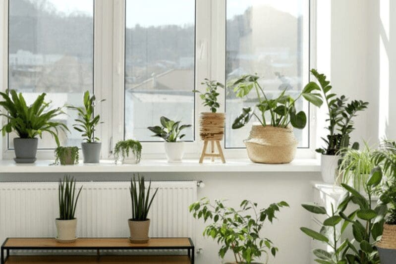 Near Natural Plants Near Natural Plants