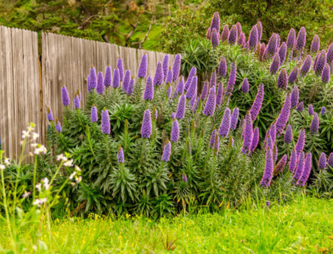 Pride of Madeira landscape Pride of Madeira landscape