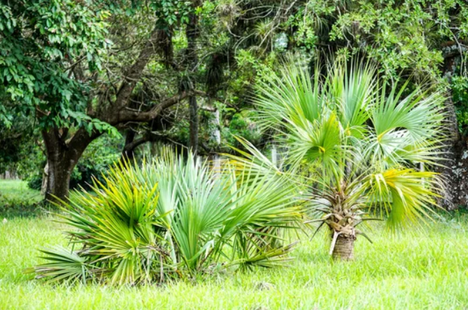 Best Hardy Palm Trees Best Hardy Palm Trees