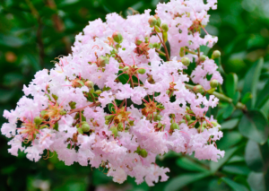 Black Diamond Blush Crape Myrtle Black Diamond Blush Crape Myrtle