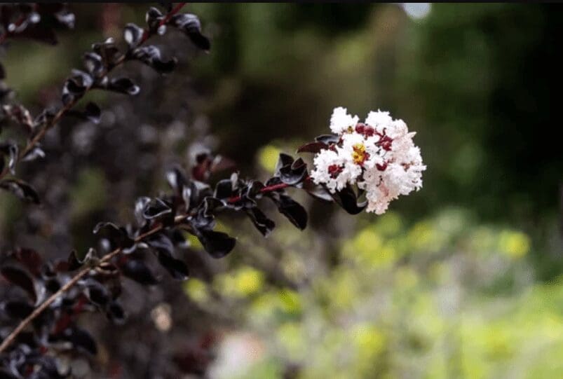 Black Diamond Crape Myrtles Black Diamond Crape Myrtles