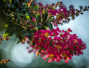 Black Diamond Crimson Red Myrtle Black Diamond Crimson Red Myrtle