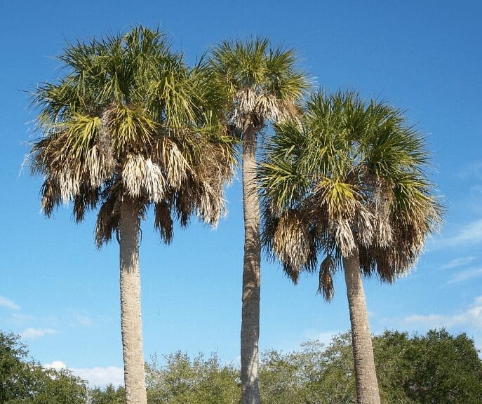Cabbage Palm (Sabal palmetto) Cabbage Palm (Sabal palmetto)