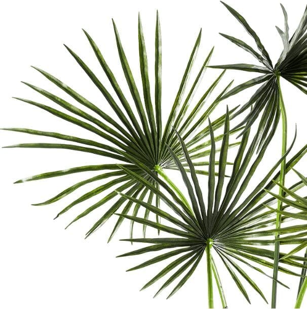 California Fan Palm (Washingtonia filifera) California Fan Palm (Washingtonia filifera)