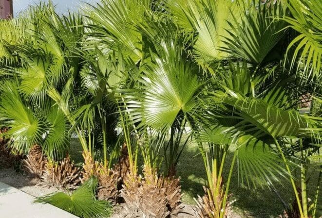 Chinese Fan Palm (Livistona chinensis) Chinese Fan Palm (Livistona chinensis)