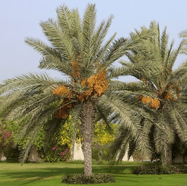 Date Palm (Phoenix dactylifera) Date Palm (Phoenix dactylifera)
