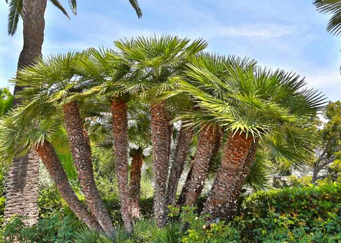 European Fan Palm (Chamaerops humilis) European Fan Palm (Chamaerops humilis)