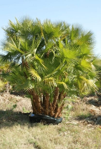 Everglades Palm (Acoelorrhaphe wrightii) Everglades Palm (Acoelorrhaphe wrightii)