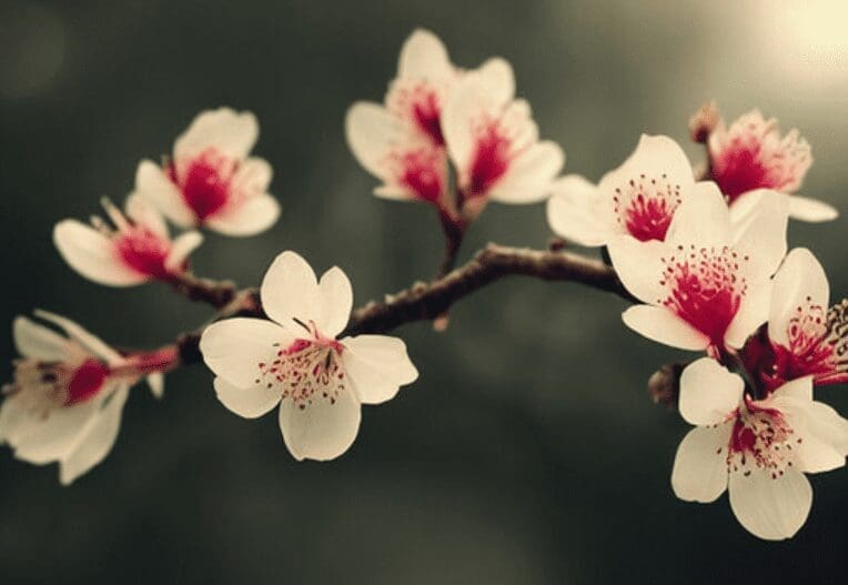 Flowering Peach Tree Flowering Peach Tree