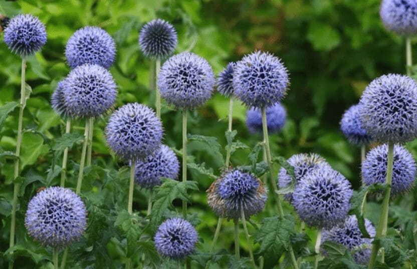 Globe Thistle Globe Thistle