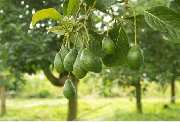 Growing Avocado Trees Growing Avocado Trees
