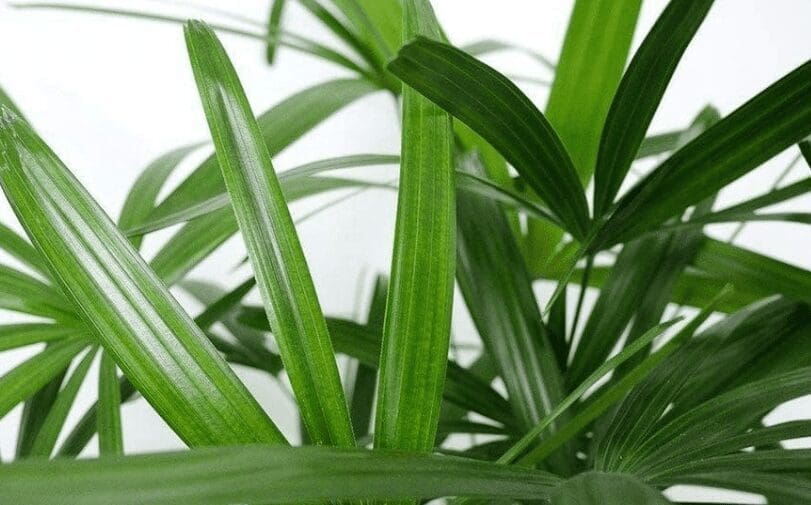 Lady Palm (Rhapis excelsa) Lady Palm (Rhapis excelsa)