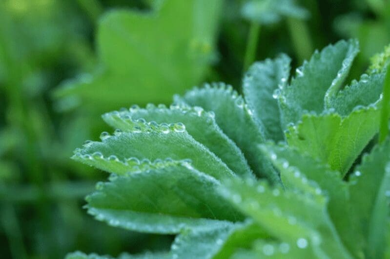 Lady's Mantle