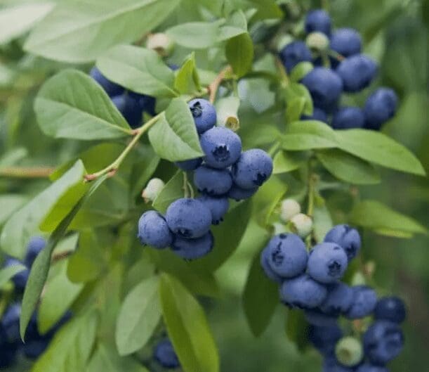 NorthBlue Bluberries NorthBlue Bluberries