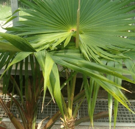 Puerto Rican Thatch Palm (Coccothrinax alta) Puerto Rican Thatch Palm (Coccothrinax alta)