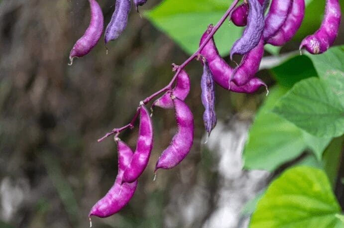 Purple hyacinth bean vine Purple hyacinth bean vine