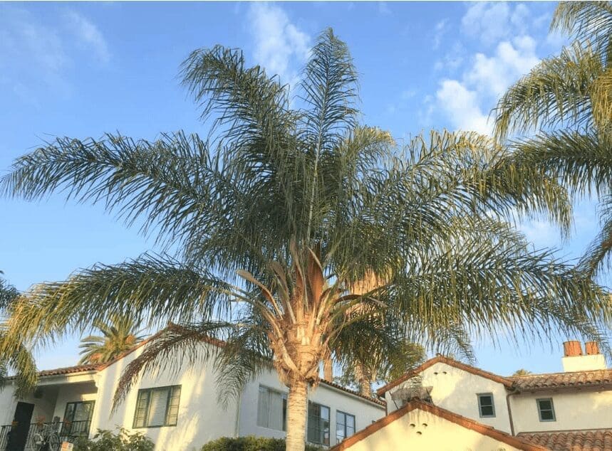 Queen Palm (Syagrus romanzoffiana) Queen Palm (Syagrus romanzoffiana)