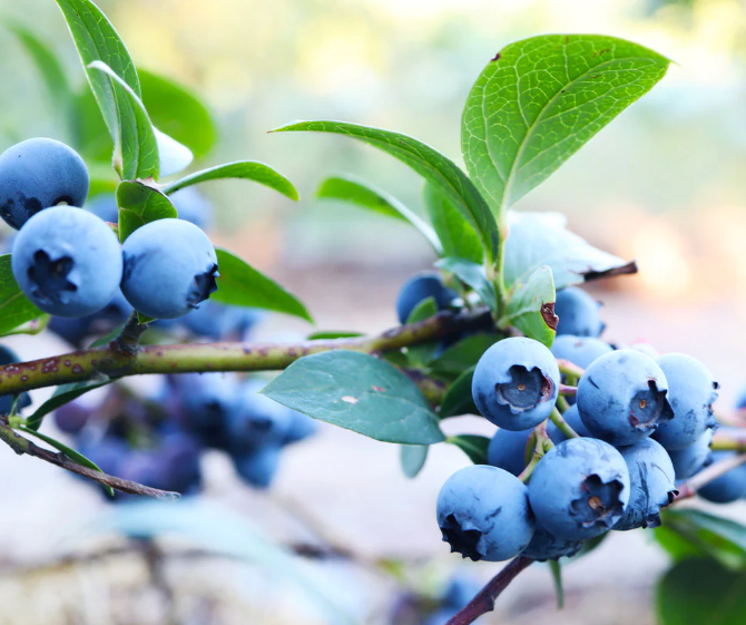 Sunshine Blueberries Sunshine Blueberries