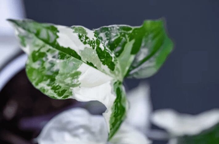 Syngonium Albo Syngonium Albo