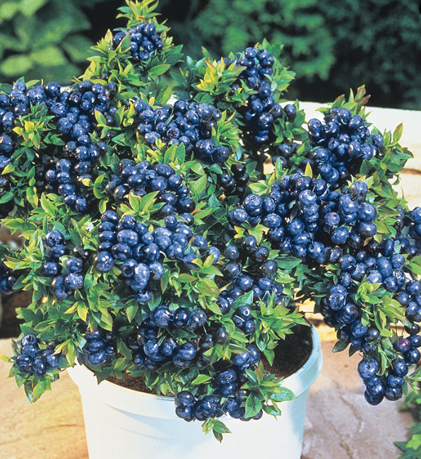 Top Hat Blueberries Top Hat Blueberries