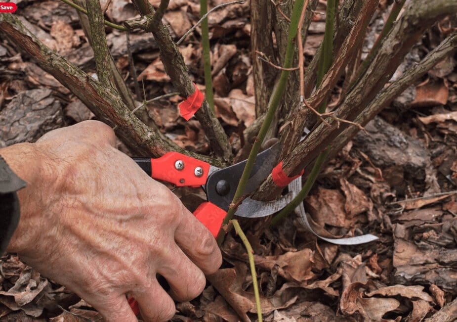 Winter Care for Blueberry Plants Winter Care for Blueberry Plants