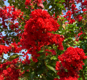 black diamond best red crape myrtle black diamond best red crape myrtle