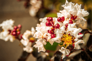 black diamond pure white crape myrtle black diamond pure white crape myrtle