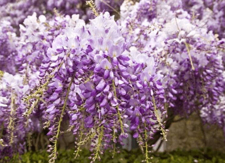 Chinese Wisteria in full bloom A heavy wooden pergola completely covered in aggressively blooming purple Chinese Wisteria.