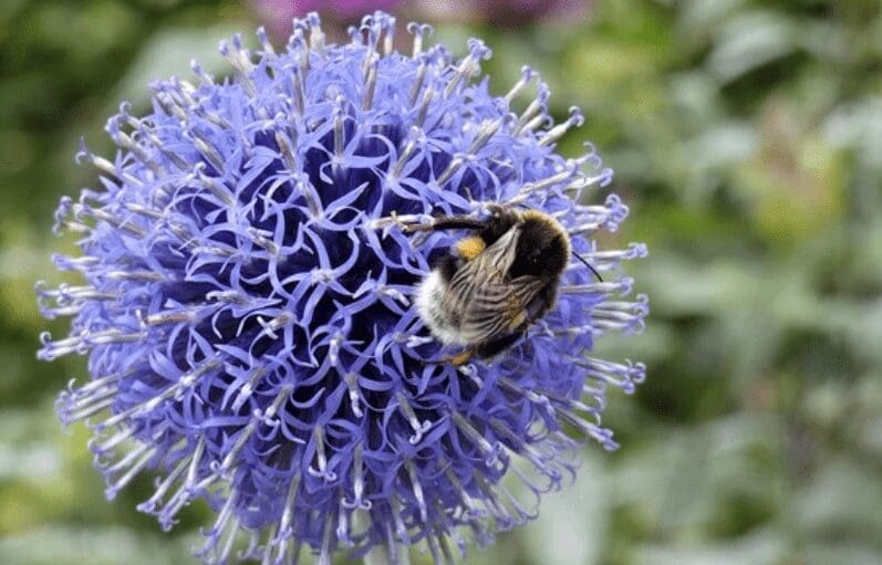 Globe Thistle Globe Thistle