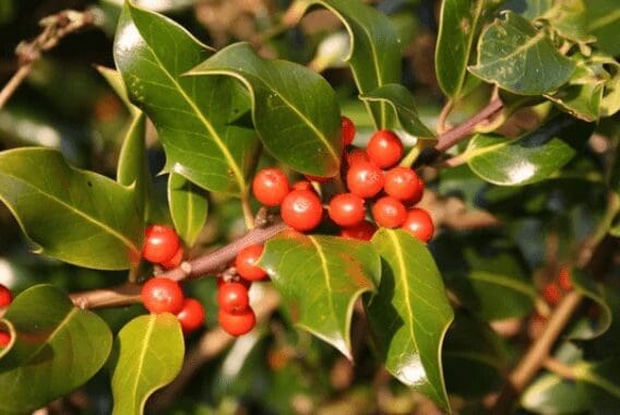 Holly Trees Holly Trees