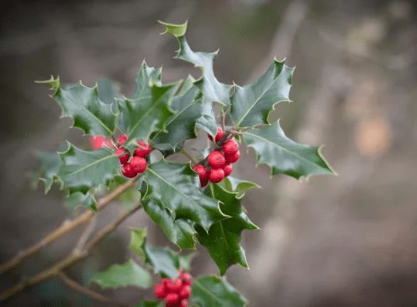 Ilex Altarejosensis Ilex Altarejosensis
